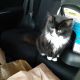 Other Cats for sale in Richmond, VA, USA. price: NA