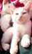 Other Cats for sale in Haldwani, Uttarakhand 263139, India. price: 10 INR