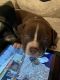 Other Puppies for sale in Tulsa, OK 74137, USA. price: $185