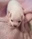 Other Puppies for sale in Dayton, TX 77535, USA. price: $250