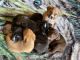 Other Puppies for sale in 9527 Millers Ridge, San Antonio, TX 78239, USA. price: NA