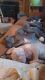 Other Puppies for sale in Lansing, MI, USA. price: NA