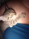 Other Cats for sale in Fayetteville, NC 28304, USA. price: NA