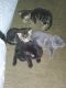 Other Cats for sale in Wayne, MI 48184, USA. price: $70