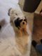 Other Puppies for sale in Wyoming, MN, USA. price: NA