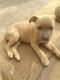 Other Puppies for sale in Panipat, Haryana, India. price: 7000 INR