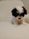 Other Puppies for sale in Ocala, FL, USA. price: $1,200