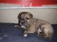 Other Puppies for sale in Pittsburgh, PA 15221, USA. price: $200