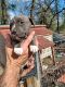 Other Puppies for sale in Waynesboro, GA 30830, USA. price: $200
