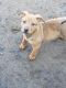 Other Puppies for sale in Friant, CA 93626, USA. price: NA