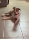 Other Puppies for sale in Gilbert, AZ, USA. price: $800