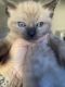 Other Cats for sale in Grand Prairie, TX, USA. price: $50