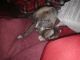 Other Puppies for sale in Empire, CA 95357, USA. price: NA