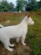 Other Puppies for sale in Dibrugarh, Assam, India. price: 4000 INR