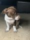 Other Puppies for sale in Antioch, Nashville, TN 37013, USA. price: $250