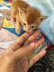 Other Cats for sale in Chaderghat, Hyderabad, Telangana 500024, India. price: 2000 INR