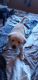 Other Puppies for sale in WILKINSONVILE, MA 01590, USA. price: NA