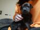 Other Puppies for sale in Post Falls, ID 83854, USA. price: $250
