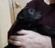 Other Puppies for sale in Post Falls, ID 83854, USA. price: $250