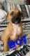 Other Puppies for sale in Fayetteville, NC, USA. price: NA