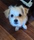 Other Puppies for sale in Henderson, NV 89015, USA. price: $350