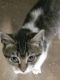 Other Cats for sale in Fort Worth, TX, USA. price: NA