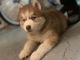 Other Puppies for sale in Hayward, CA, USA. price: NA