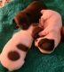 Other Puppies for sale in PT PLEAS BCH, NJ 08742, USA. price: $800
