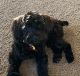 Other Puppies for sale in Napavine, WA, USA. price: $250