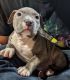 Other Puppies for sale in Des Moines, IA, USA. price: $1,500