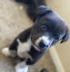 Other Puppies for sale in San Jacinto, CA, USA. price: $200