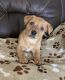Other Puppies for sale in Brooklyn Park, MN, USA. price: $300