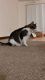 Other Cats for sale in 1075 Trifecta Dr, Florissant, MO 63034, USA. price: $380