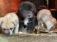 Other Puppies for sale in ST AUG BEACH, FL 32084, USA. price: $250,300