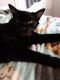 Other Cats for sale in La Habra Heights, CA 90631, USA. price: NA
