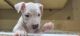 Other Puppies for sale in Greeley, CO, USA. price: NA