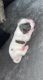 Other Puppies for sale in Kissimmee, FL 34741, USA. price: $800
