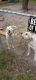 Other Puppies for sale in Trenton, FL 32693, USA. price: NA