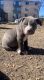 Other Puppies for sale in Alexandria, VA, USA. price: NA