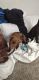 Other Puppies for sale in Oklahoma City, OK, USA. price: $40