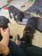 Other Puppies for sale in La Fontaine, IN 46940, USA. price: $800