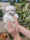 Other Puppies for sale in Eastvale, CA, USA. price: $2,300