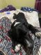 Other Puppies for sale in 1347 E 49th St, Los Angeles, CA 90011, USA. price: NA