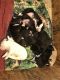 Other Puppies for sale in Ojibwa, WI 54862, USA. price: $300