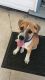 Other Puppies for sale in League City, TX, USA. price: $4,500