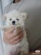 Other Puppies for sale in Eastvale, CA, USA. price: NA