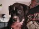 Other Puppies for sale in Bend, OR, USA. price: $800