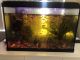 Other Fishes for sale in Cupertino, CA, USA. price: NA