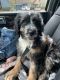 Other Puppies for sale in St Johns, FL 32259, USA. price: NA