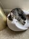 Other Cats for sale in Weston, FL, USA. price: NA